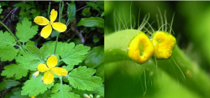 celandine